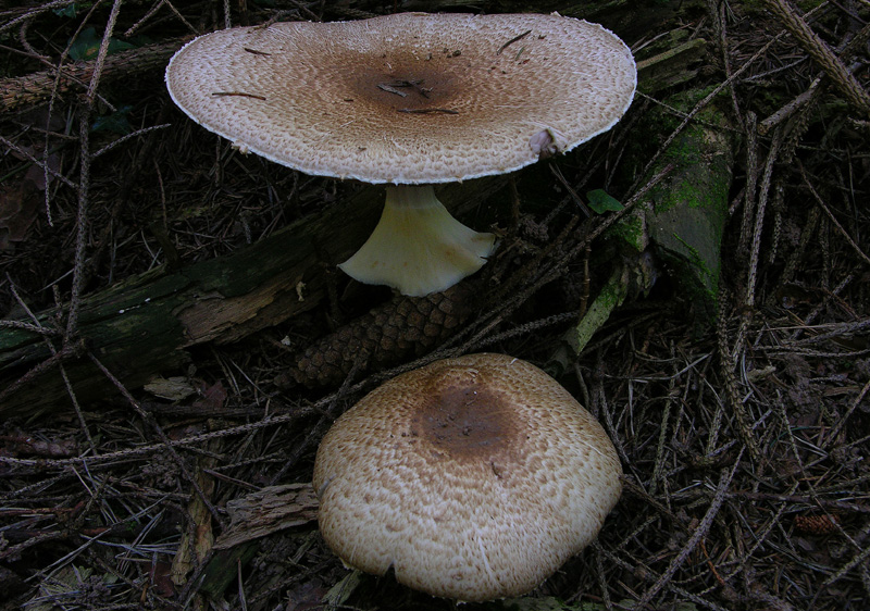 Agaricus augustus